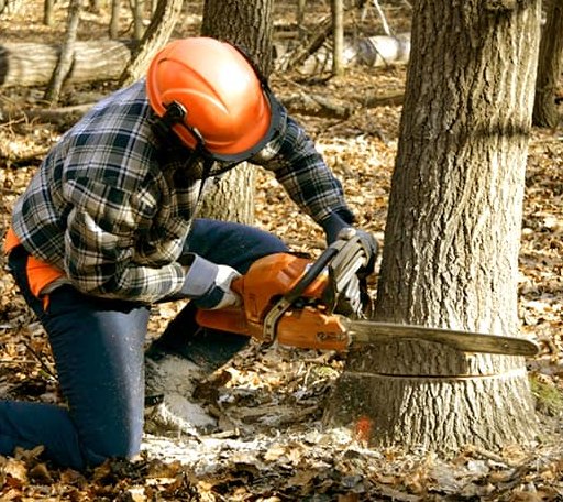 Tree Removal in Princeton, LA